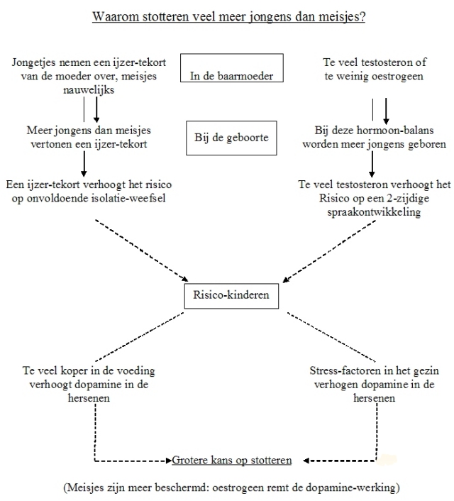Waarom meer jongens dan meisjes stotteren, schematisch weergegeven